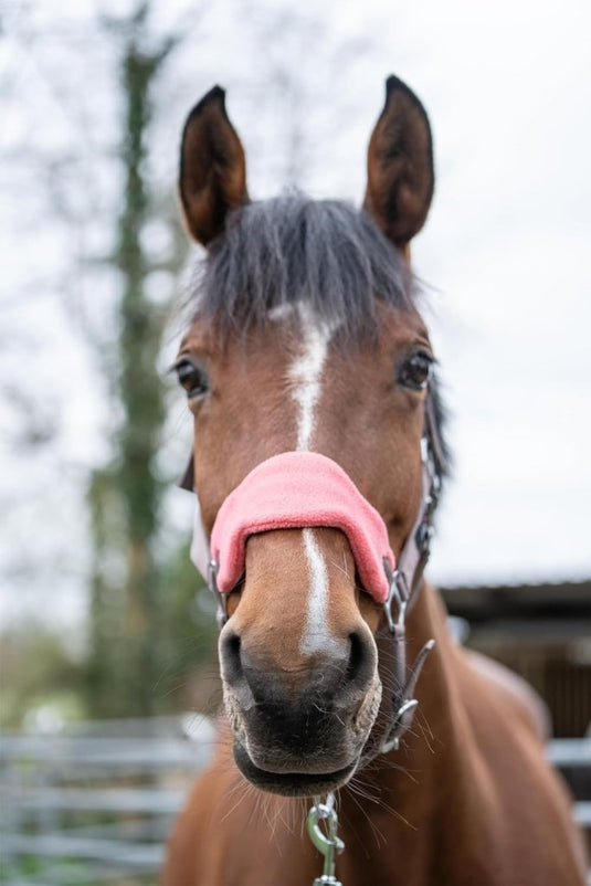 Een bruin paard met zwarte manen en een witte streep op zijn gezicht staat op een omheind terrein en draagt het "Ontdek de beste halster met draadslot voor jouw paard!"-vest, met een roze neusriem van hoogwaardig polyester en gevoerde neus- en nekstukken.
